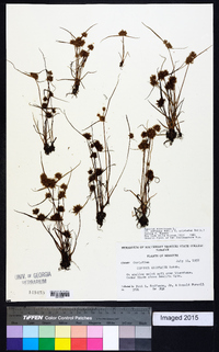 Cyperus squarrosus image