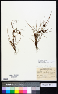 Cyperus squarrosus image