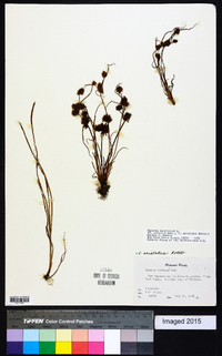 Cyperus squarrosus image