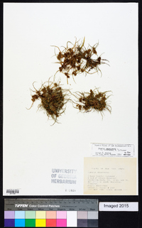 Cyperus squarrosus image