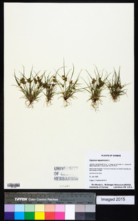 Cyperus squarrosus image