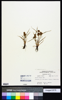 Cyperus squarrosus image