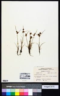 Cyperus squarrosus image