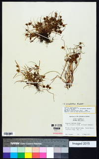 Cyperus squarrosus image