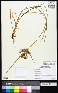 Cyperus esculentus var. leptostachyus image