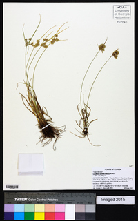 Cyperus surinamensis image