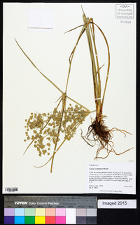 Cyperus surinamensis image