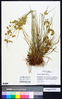 Cyperus surinamensis image