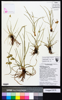 Cyperus surinamensis image