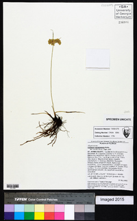 Cyperus surinamensis image