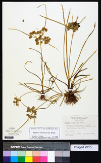 Cyperus surinamensis image