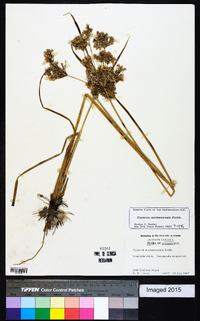 Cyperus surinamensis image