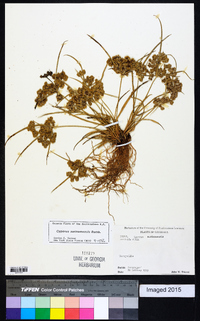 Cyperus surinamensis image