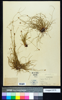 Cyperus tenuis image