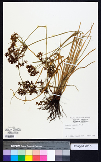 Cyperus tenuispica image