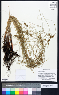 Cyperus tetragonus image