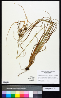 Cyperus tetragonus image