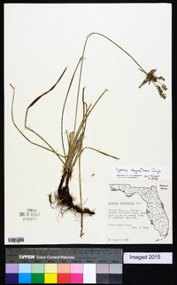 Cyperus thyrsiflorus image