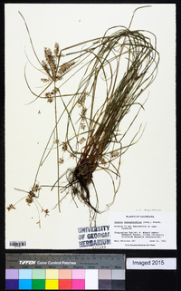 Cyperus thyrsiflorus image