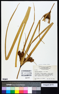 Cyperus ustulatus image