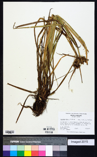 Cyperus virens image