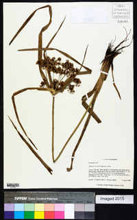 Cyperus virens image