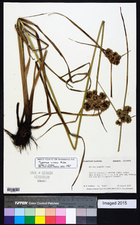 Cyperus virens image