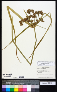 Cyperus virens image