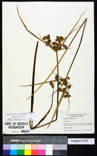 Cyperus virens image