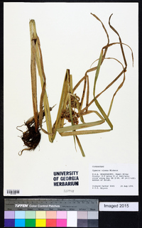 Cyperus virens image