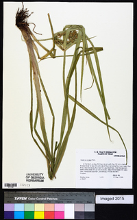 Cyperus virens image