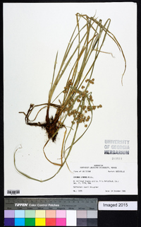 Cyperus virens image