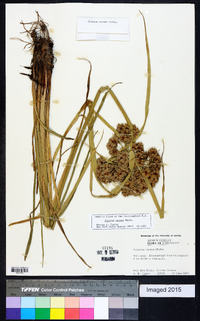 Cyperus virens image