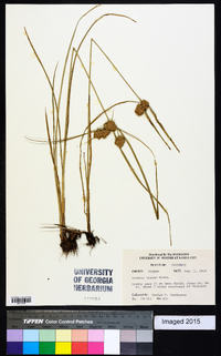 Cyperus virens image