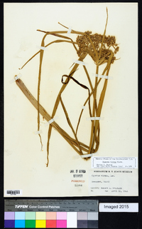 Cyperus virens image