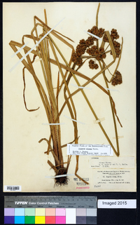 Cyperus virens image