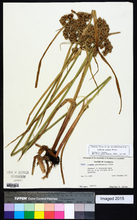 Cyperus virens image