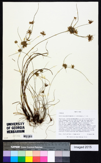 Cyperus grayoides image