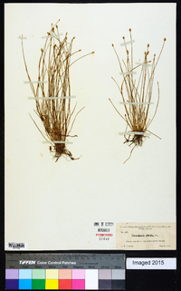 Eleocharis albida image