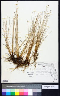 Eleocharis albida image