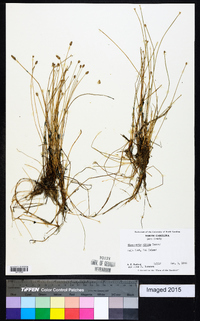 Eleocharis albida image