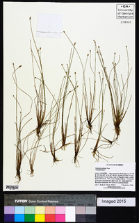 Eleocharis albida image