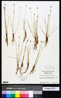 Eleocharis albida image