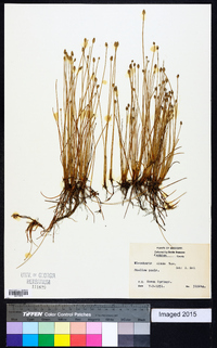 Eleocharis albida image