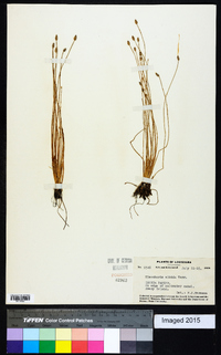 Eleocharis albida image