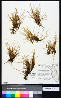 Eleocharis atropurpurea image