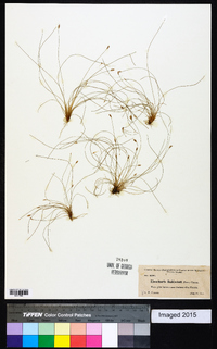 Eleocharis baldwinii image