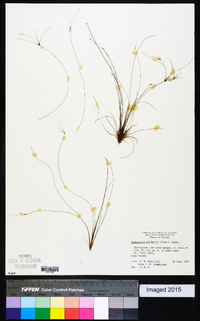 Eleocharis baldwinii image