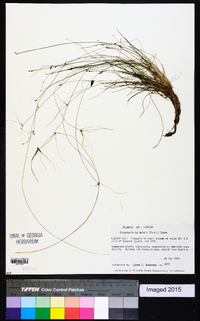 Eleocharis baldwinii image