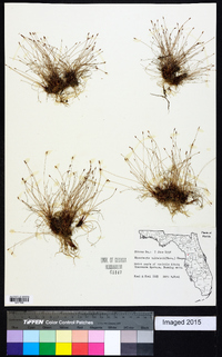 Eleocharis baldwinii image